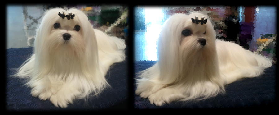 Maltese show dog 